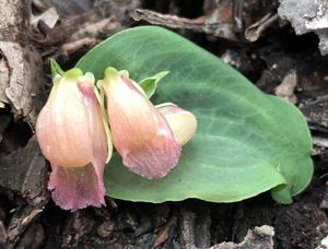 Corybas unguiculatus