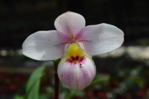 Phragmipedium schlimii