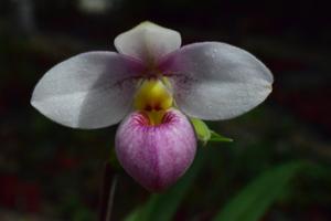 Phragmipedium schlimii