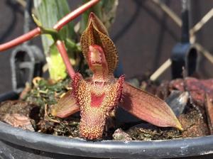 Catasetum parguazense