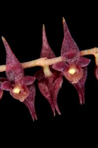 Lepanthopsis prolifera