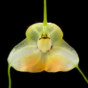 Masdevallia sanctae-inesae