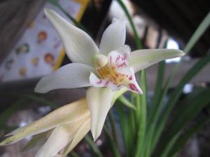 Cymbidium roseum