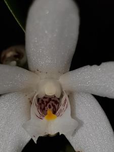 Dendrobium falcorostrum