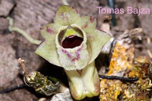 Dendrobium hekouense