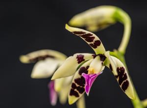 Prosthechea prismatocarpa