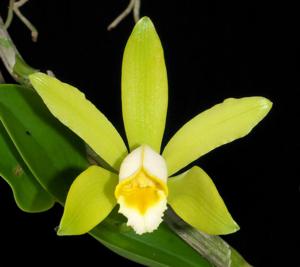 Cattleya forbesii