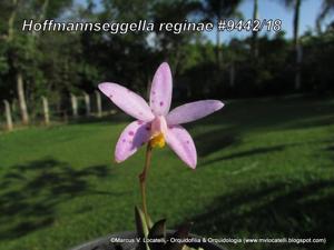 Cattleya reginae