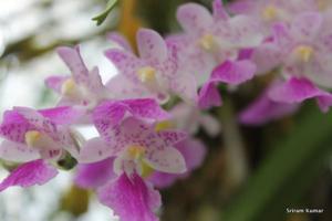 Aerides maculosa