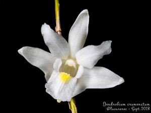 Dendrobium crumenatum