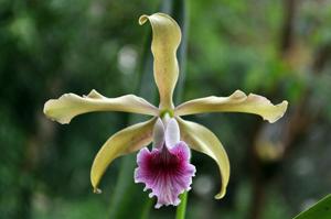 Cattleya grandis