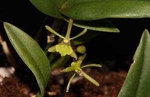 Epidendrum conopseum