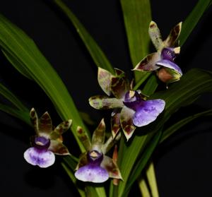 Zygopetalum maxillare