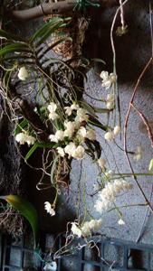 Thrixspermum formosanum