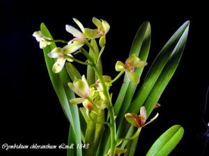 Cymbidium chloranthum