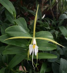 Epidendrum nocturnum