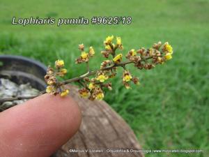 Trichocentrum pumilum