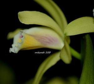 Cattleya luteola