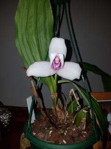 Lycaste virginalis