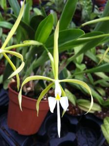 Epidendrum oerstedii