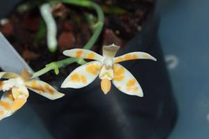 Phalaenopsis maculata