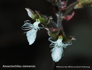 Anoectochilus albolineatus