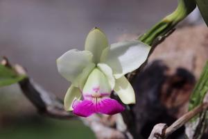 Cattleya walkeriana