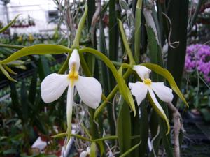 Epidendrum parkinsonianum