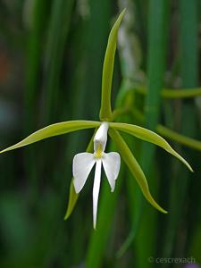 Epidendrum parkinsonianum