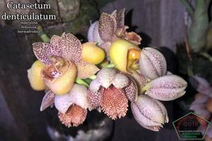 Catasetum denticulatum