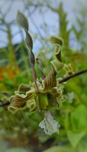 Dendrobium strebloceras