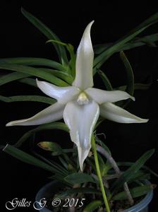 Angraecum sesquipedale