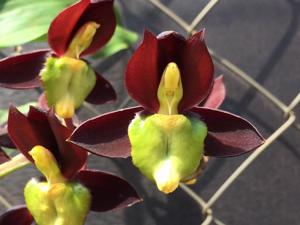 Catasetum tenebrosum