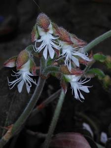 Anoectochilus roxburghii