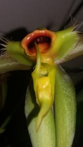 Catasetum osculatum