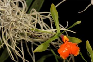 Epidendrum pseudepidendrum