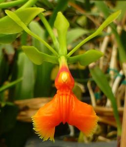 Epidendrum pseudepidendrum