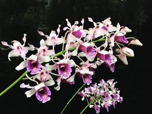 Dendrobium nindii