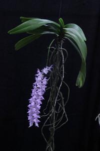 Aerides rosea