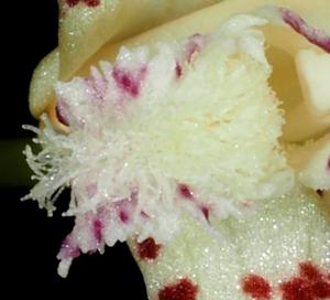 Dendrobium acuminatissimum