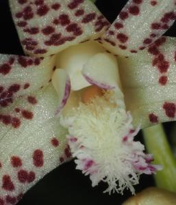 Dendrobium acuminatissimum
