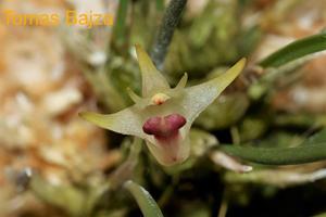 Dendrobium shearmanii