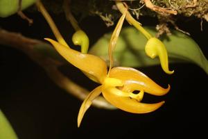 Bulbophyllum macranthoides