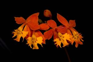 Epidendrum radicans