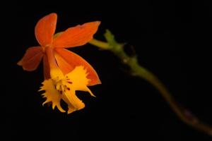 Epidendrum radicans