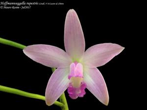 Cattleya rupestris