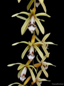 Coelogyne pulverula