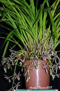 Cymbidium dayanum