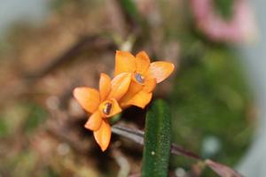 Dendrobium brevicaule