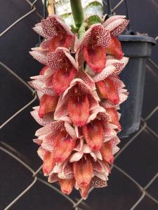 Catasetum denticulatum